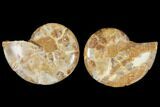 Cut & Polished Agatized Ammonite Fossil- Jurassic #131727-1